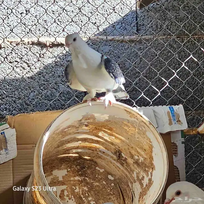 للبيع حمام فرنسي جمبو متوالف عمره سنه ونص الصحه فل مشاءالله 3