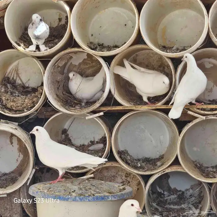 للبيع حمام فرنسي جمبو متوالف عمره سنه ونص الصحه فل مشاءالله 4