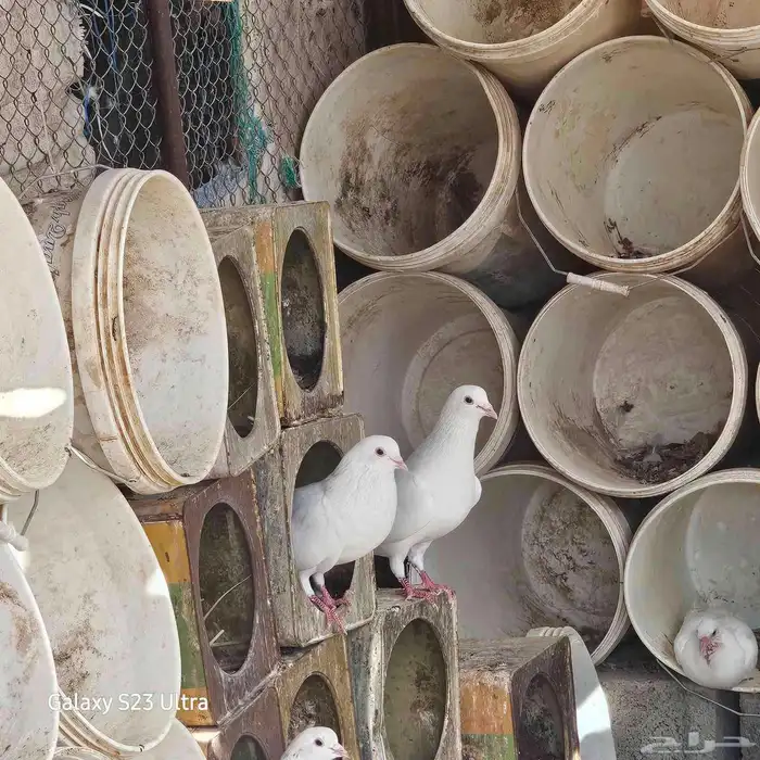 للبيع حمام فرنسي جمبو متوالف عمره سنه ونص الصحه فل مشاءالله 5