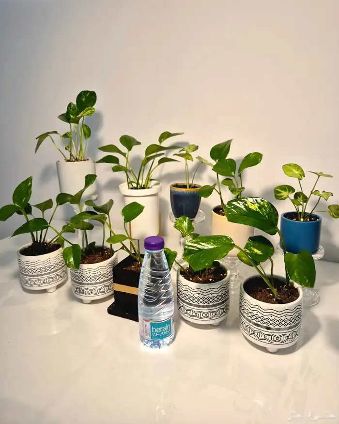 نبات طبيعي 2