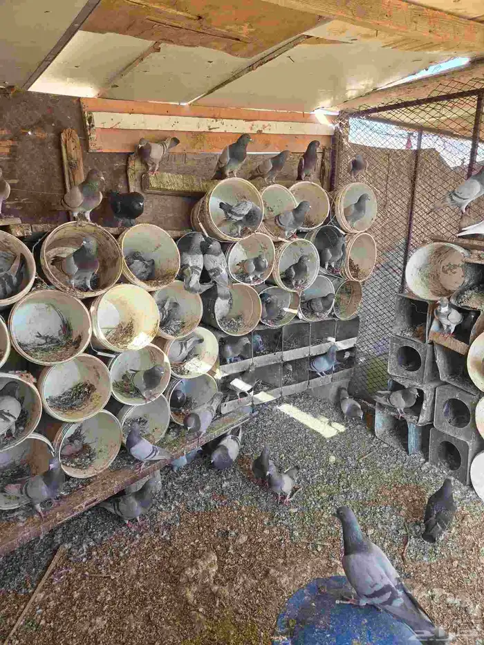 حمام سلفر مع زغليله 1