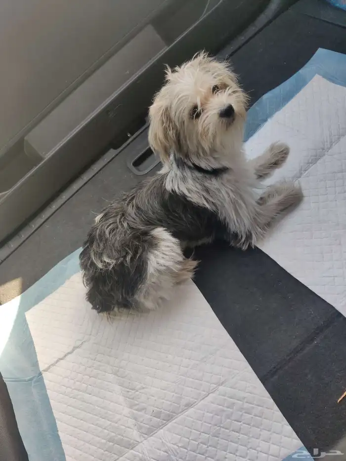 one yearold Yorkie Maltese mix breed dog comes with cage 0