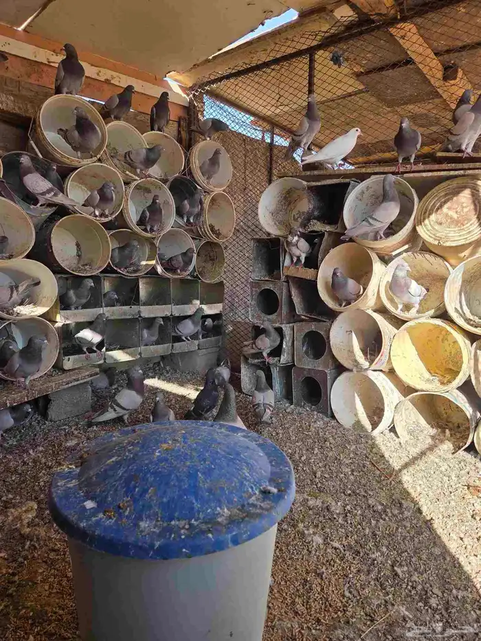 حمام سلفر مع زغليله 2