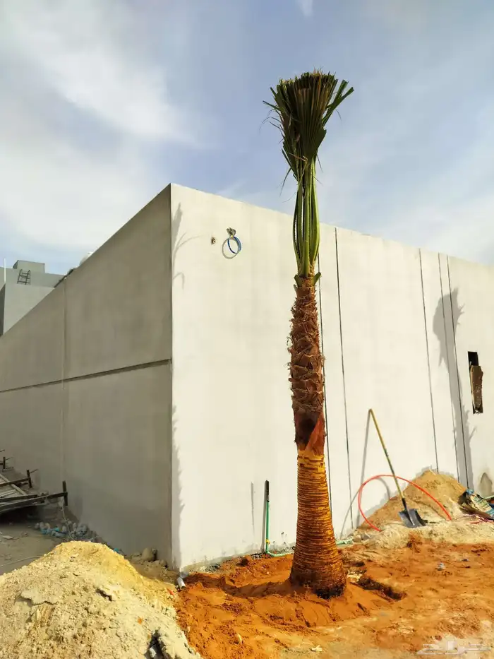 يوجد لدينا نخيل وشنطونيا امركي زينه 0