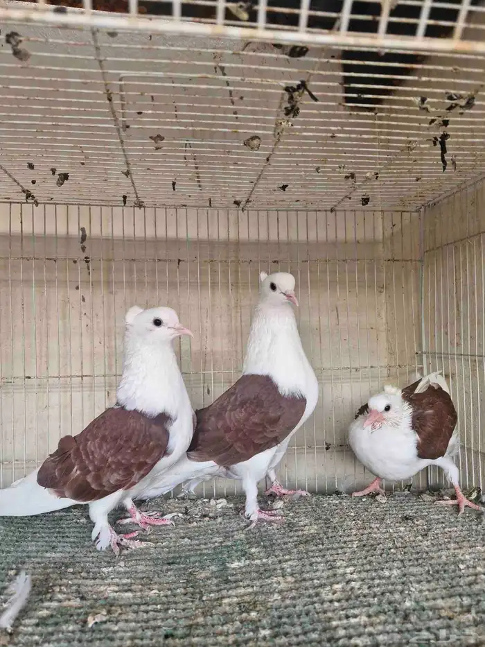 جوز قطيفي مكتف 1