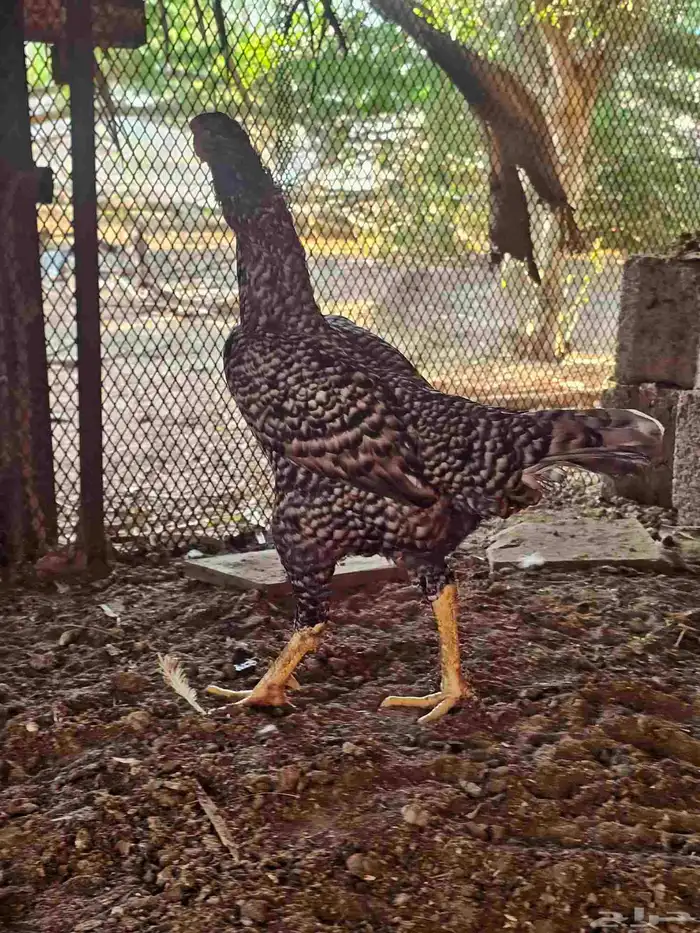 دجاج شامو الماني 1