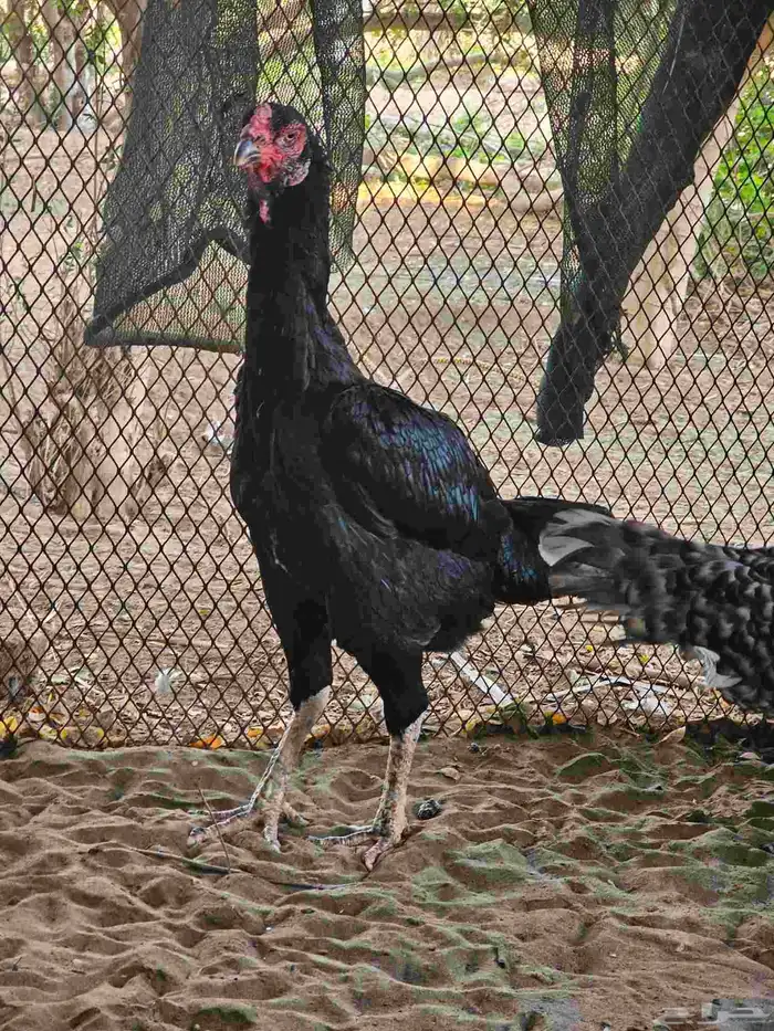 دجاج شامو الماني 4