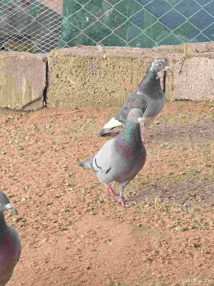 حمام زاجل بيور 3