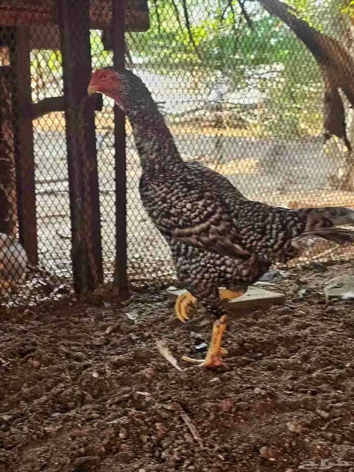 دجاج شامو الماني 0