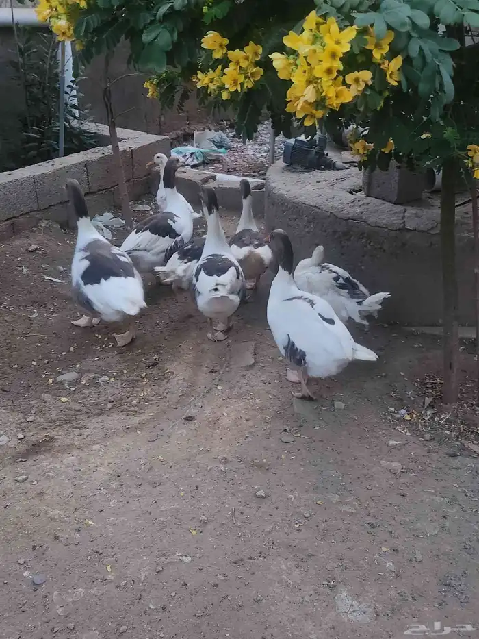 للبيع وز منتج 2