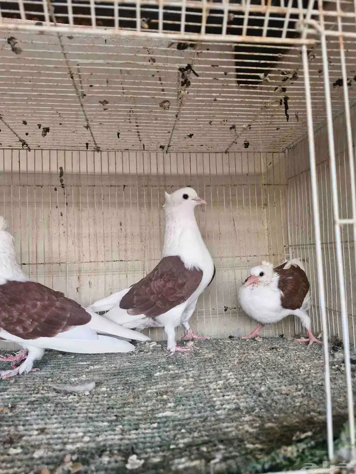 جوز قطيفي مكتف 2