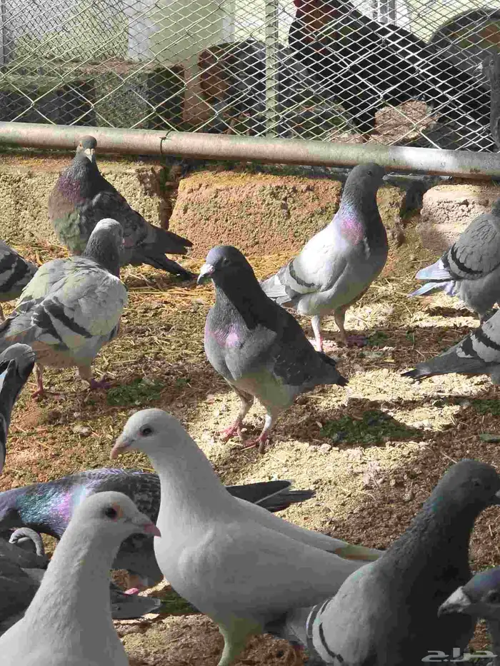 حمام زاجل بيور 1