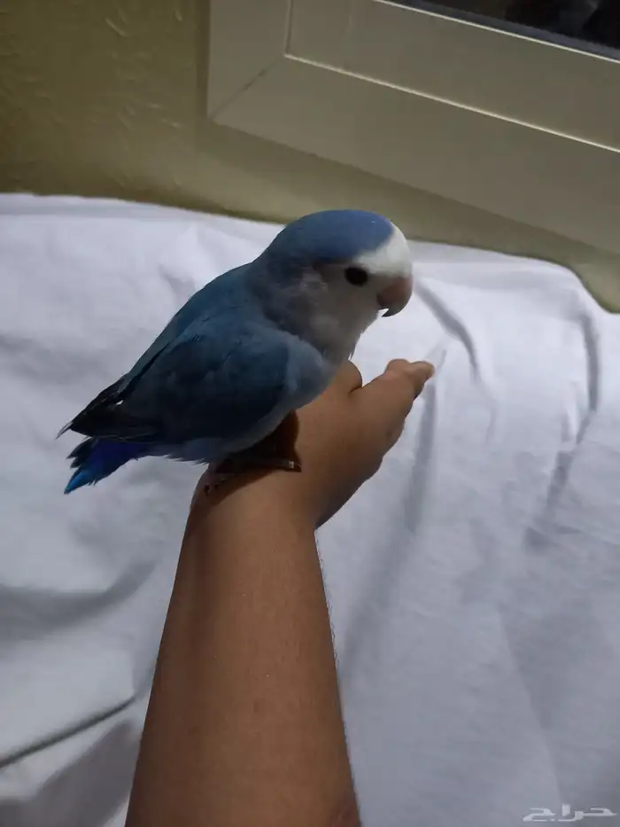 السلام عليكم ورحمة الله وبركاته 0