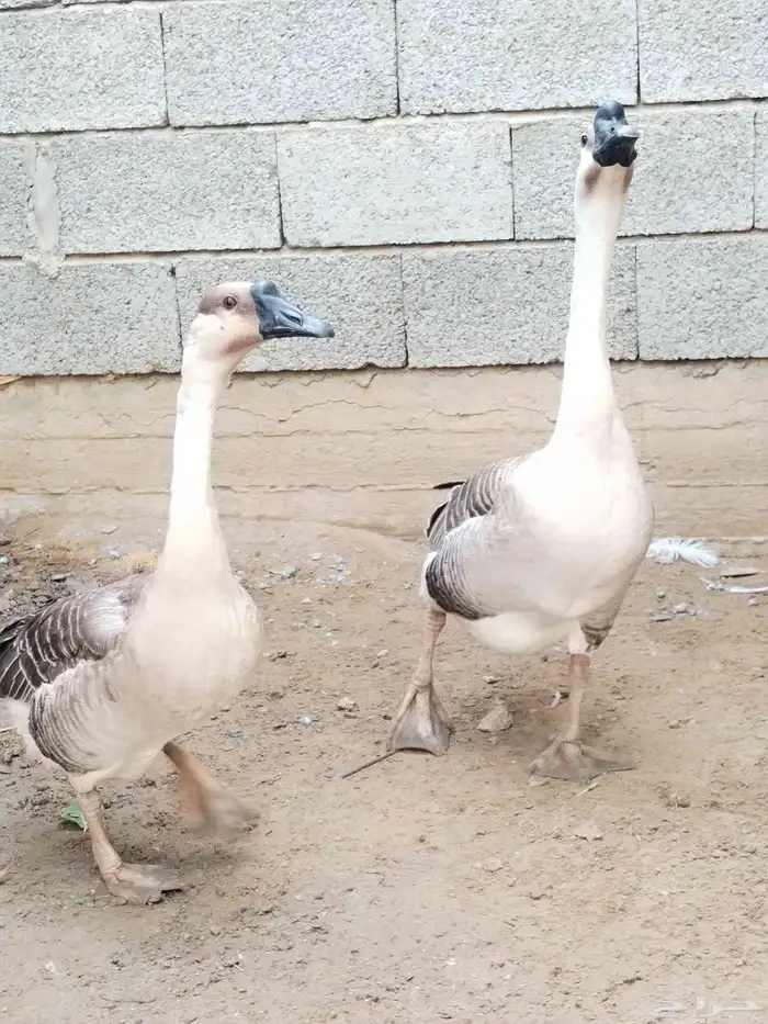 وز عراقي اصيل الكوبرا للبيع 1