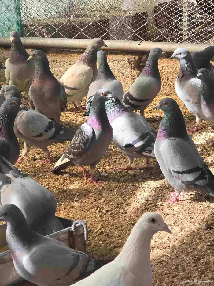 حمام زاجل بيور 4