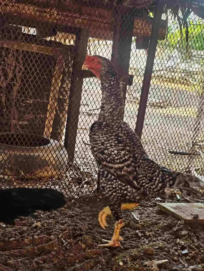 دجاج شامو الماني 2