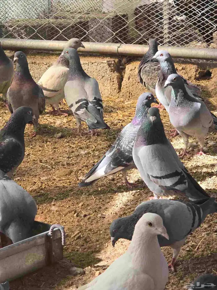 حمام زاجل بيور 6