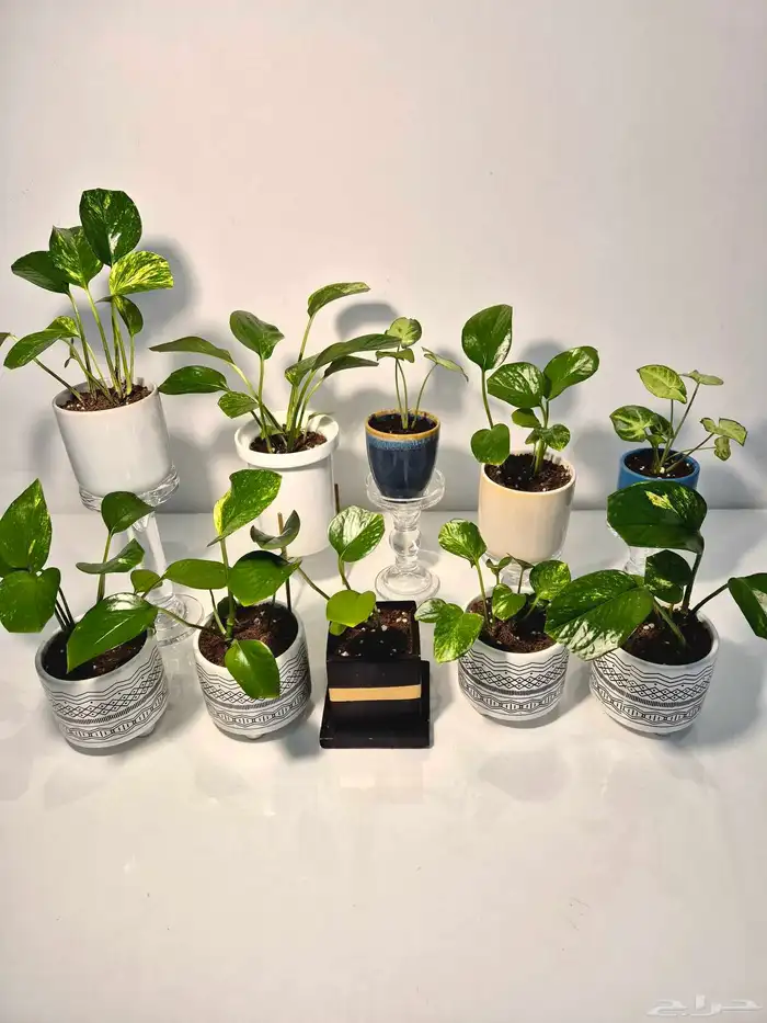 نبات طبيعي 0