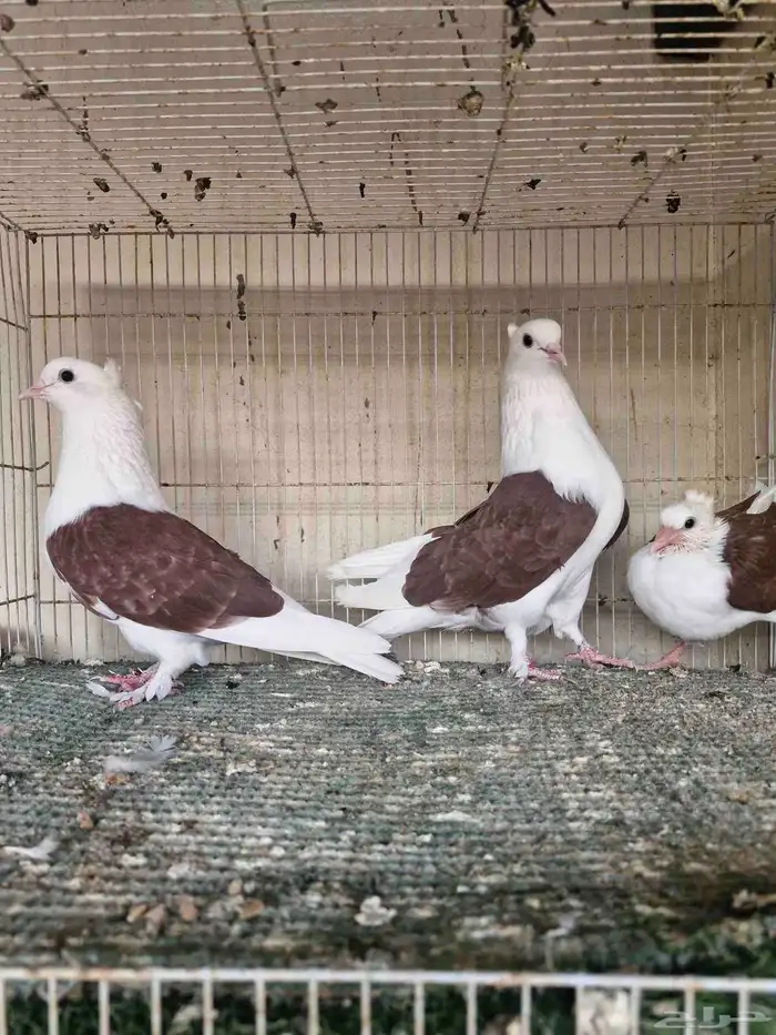 جوز قطيفي مكتف 0