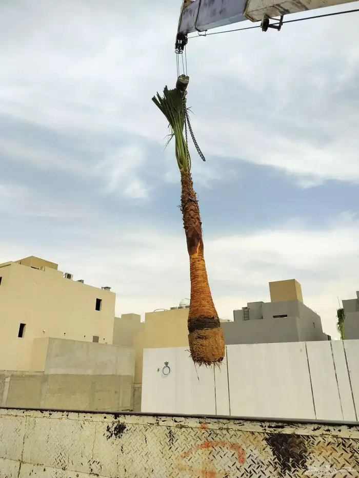 يوجد لدينا نخيل وشنطونيا امركي زينه 7