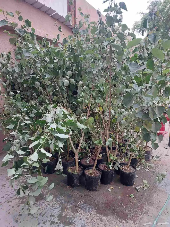 شجرة الخبيز الساحالي ارتفاع 2 متر وفوق 0