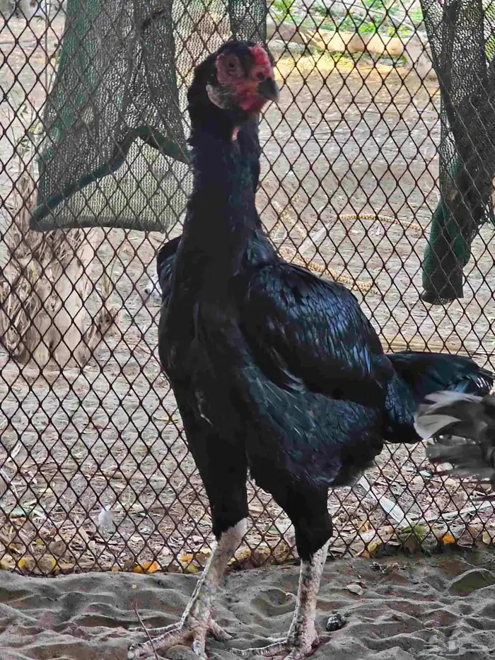 دجاج شامو الماني 3