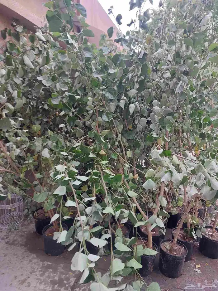 شجرة الخبيز الساحالي ارتفاع 2 متر وفوق 1