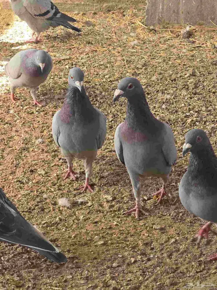 حمام زاجل بيور 2