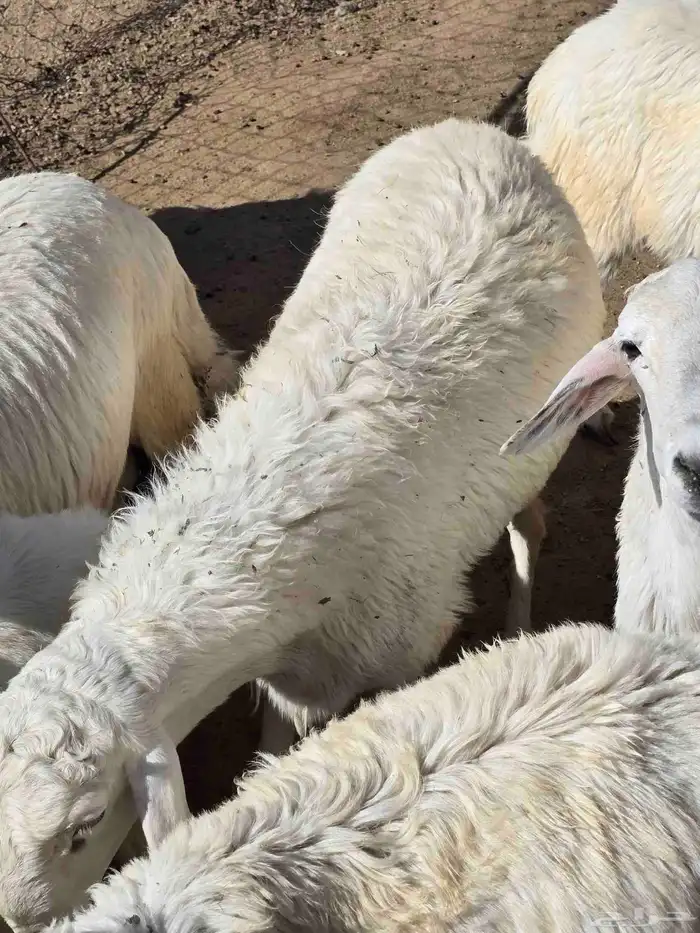 Freerange sheep for sale 1