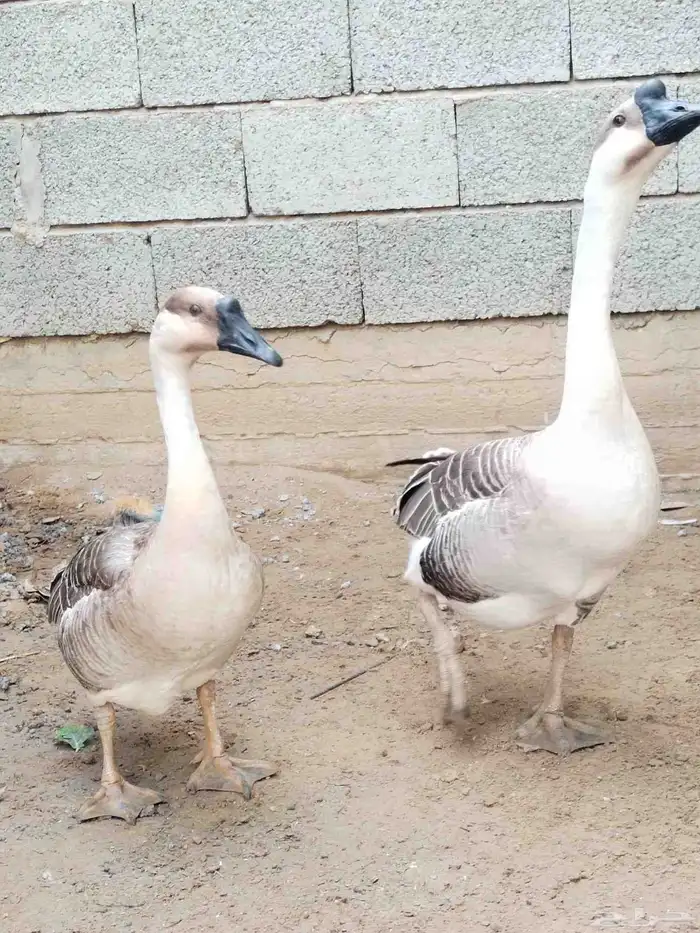 وز عراقي اصيل الكوبرا للبيع 2