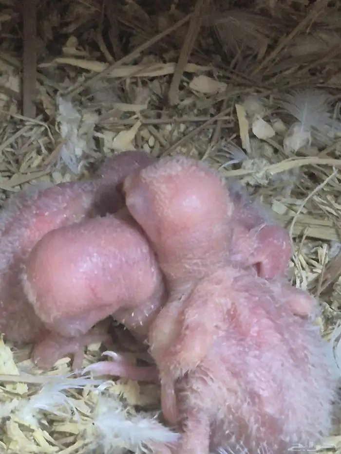 فراخ روز عيون حمر 0