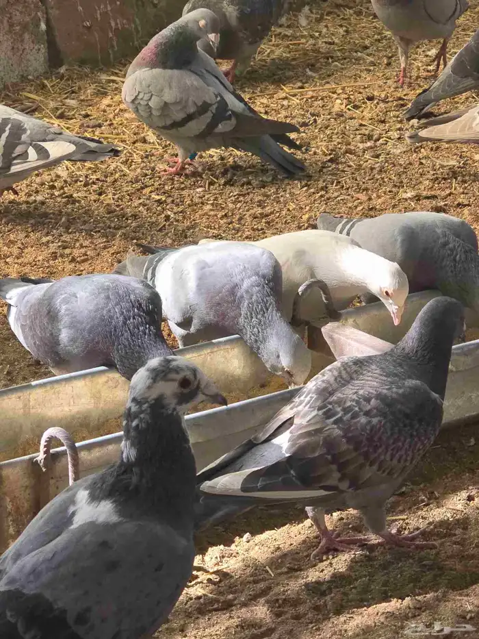 حمام زاجل بيور 0