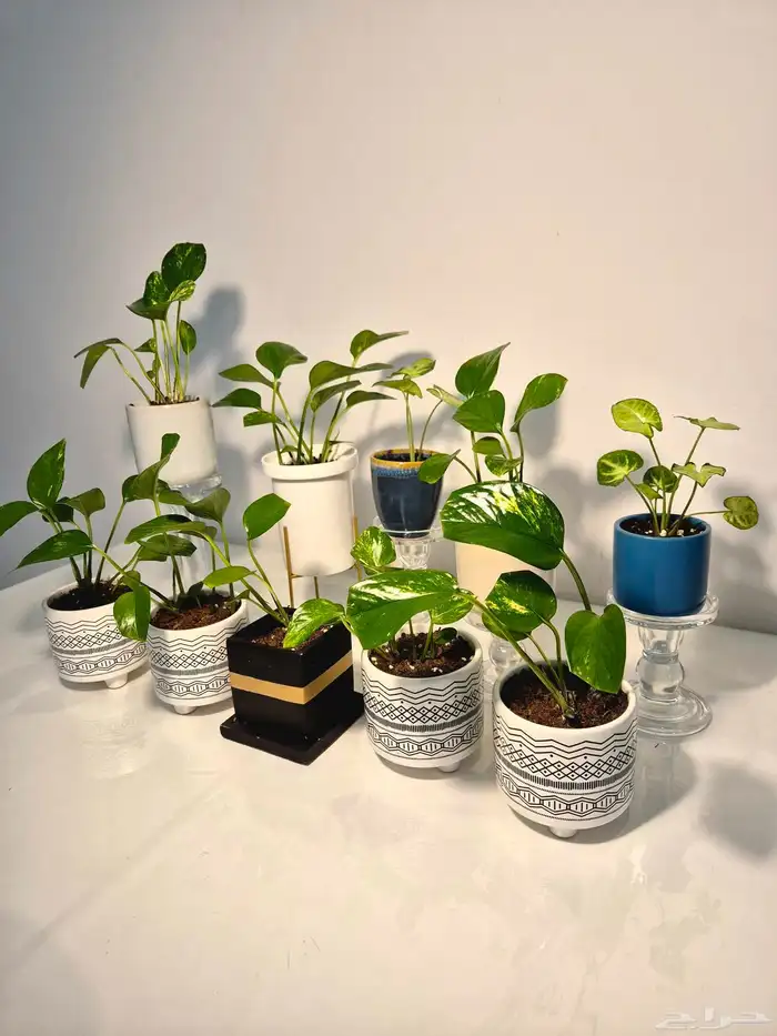 نبات طبيعي 1