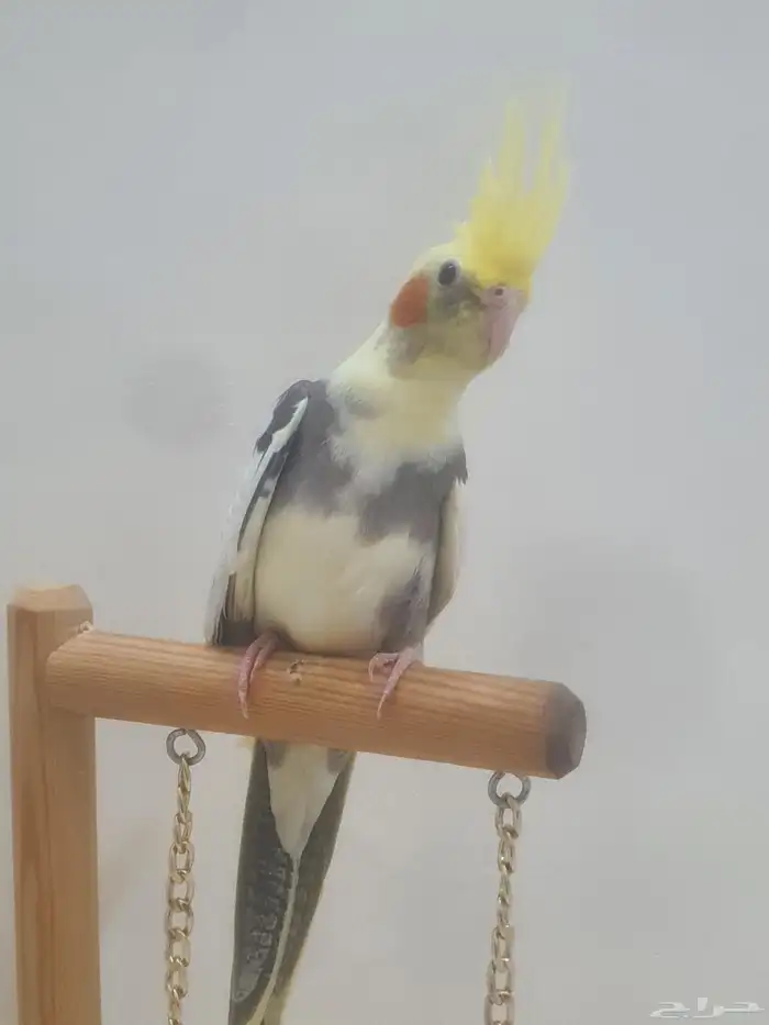 للبيع فرخ كروان اليف 9