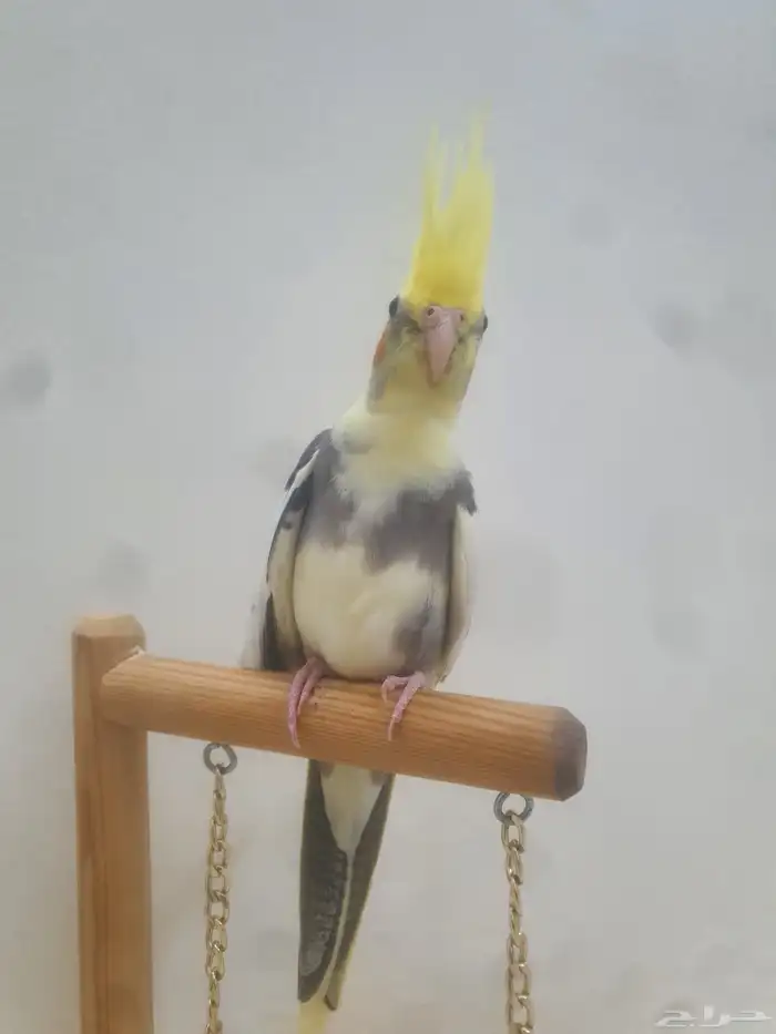 للبيع فرخ كروان اليف 11