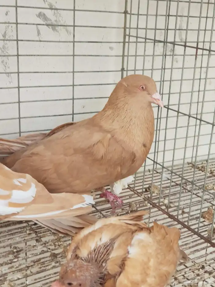 جوزمالطي اومصري مع ولدهم 0