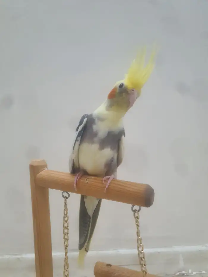 للبيع فرخ كروان اليف 8