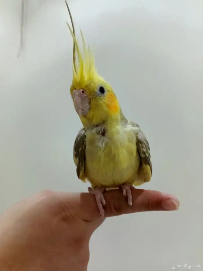 كروان أليف ب 100 ريال فقط البيع مستعجل جدا 0