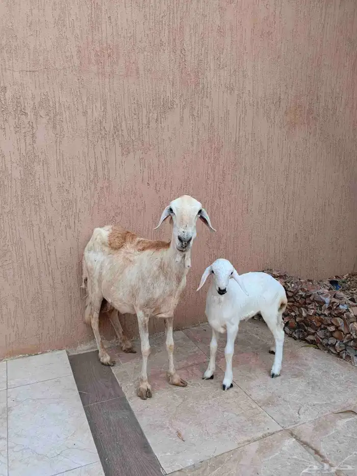 نعجه سواكنيه معها رخل 1