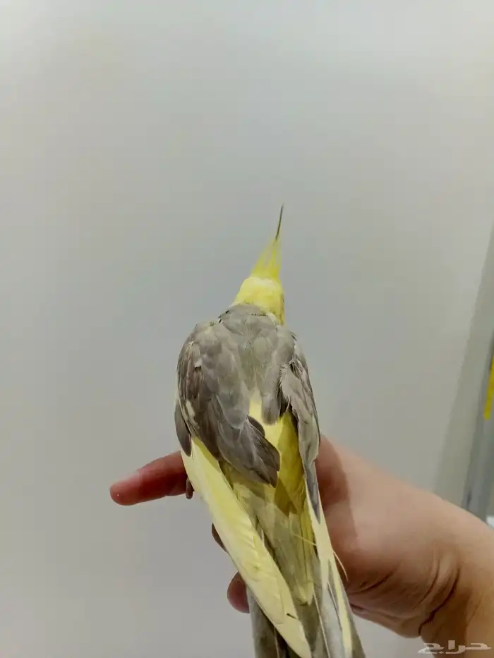 كروان أليف ب 100 ريال فقط البيع مستعجل جدا 1