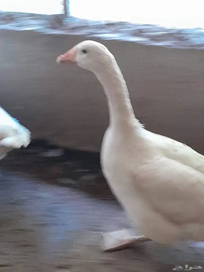 اربع حبه وز اثنان ذكوار واثنان اناثي العمر 11 شهر 0