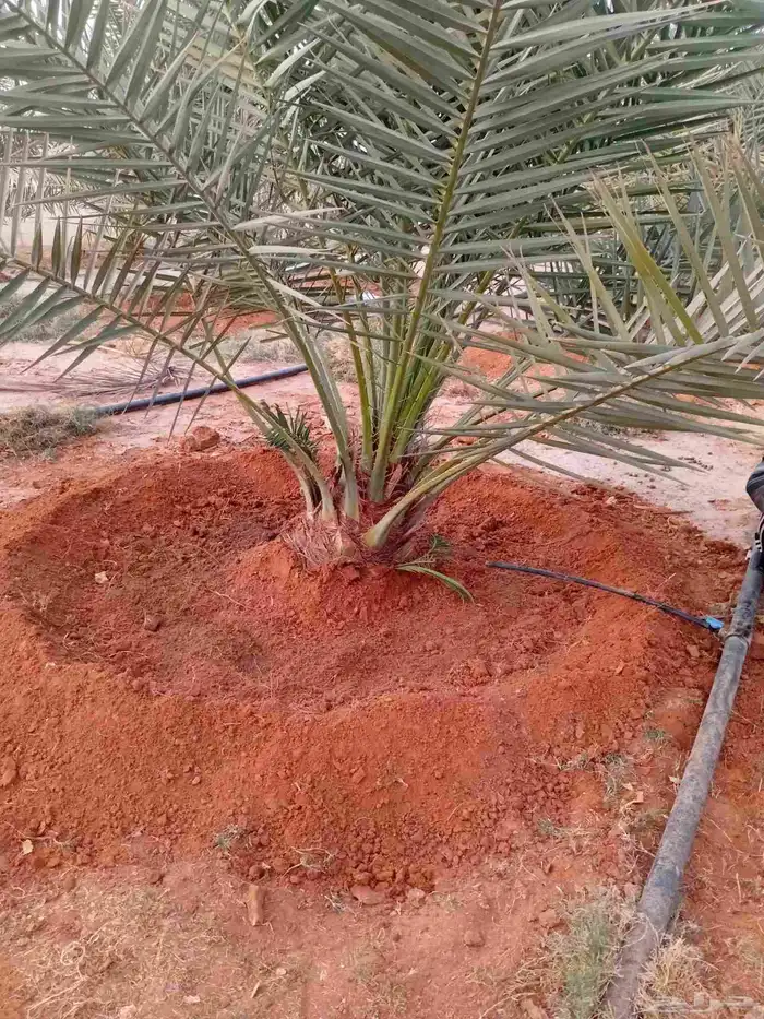 يوجد الدنيا جميع أنواع النخيل للبيع 6