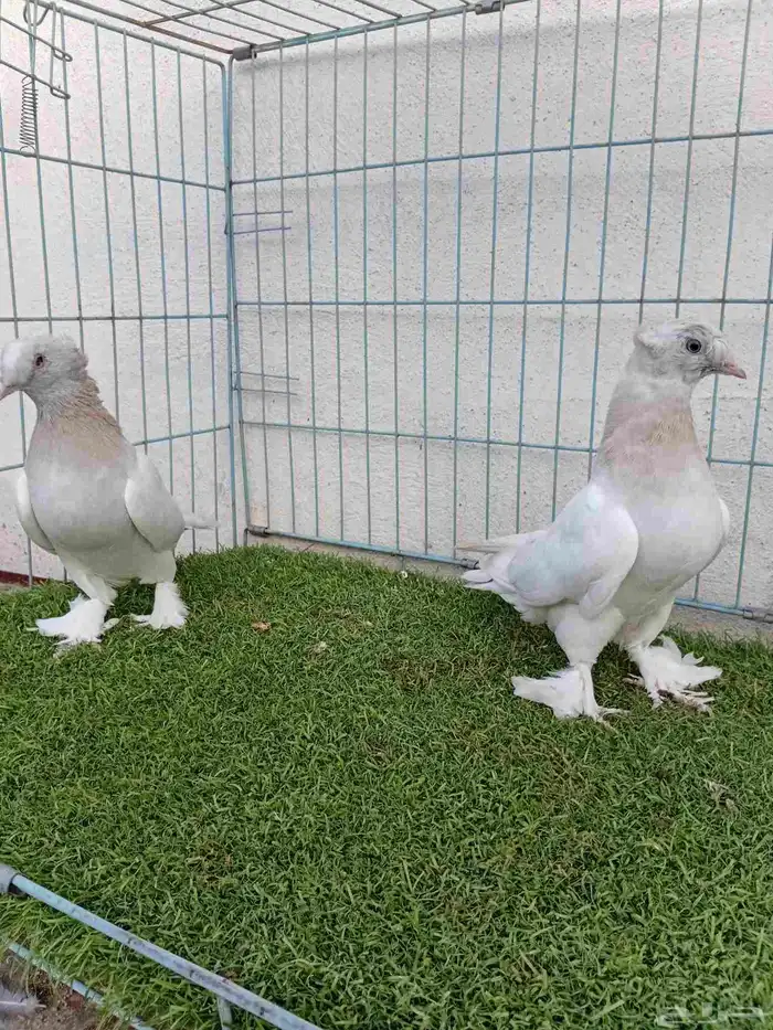 فرايد تركي بارلس دبل كرست 5