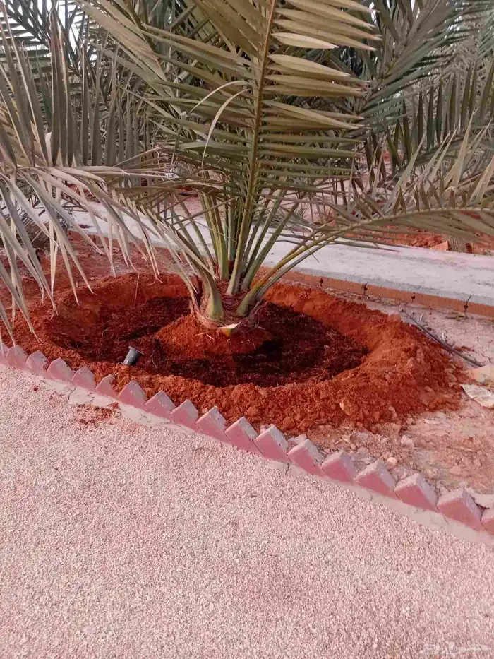 يوجد الدنيا جميع أنواع النخيل للبيع 7