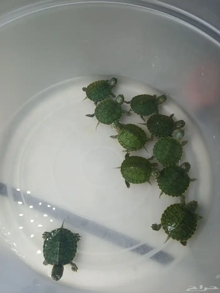 سلاحف برمائية صغيرة 5