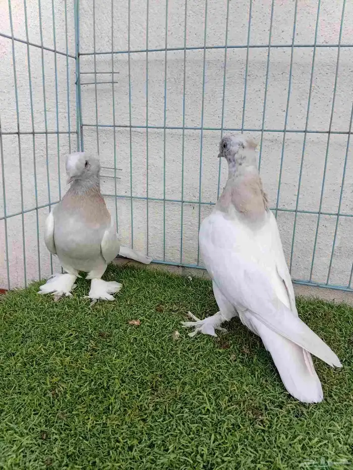 فرايد تركي بارلس دبل كرست 0