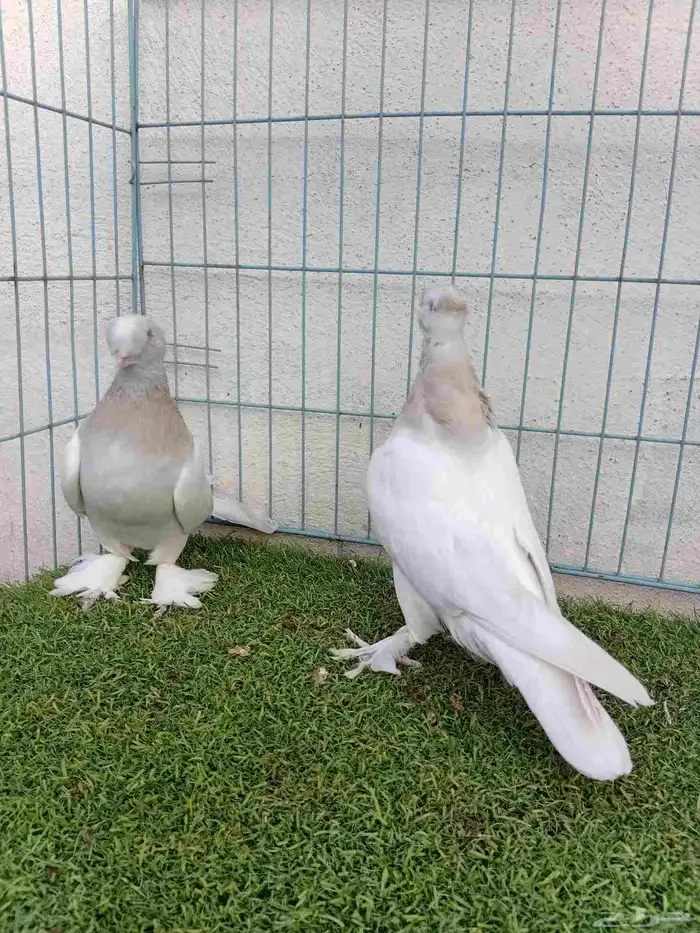 فرايد تركي بارلس دبل كرست 1