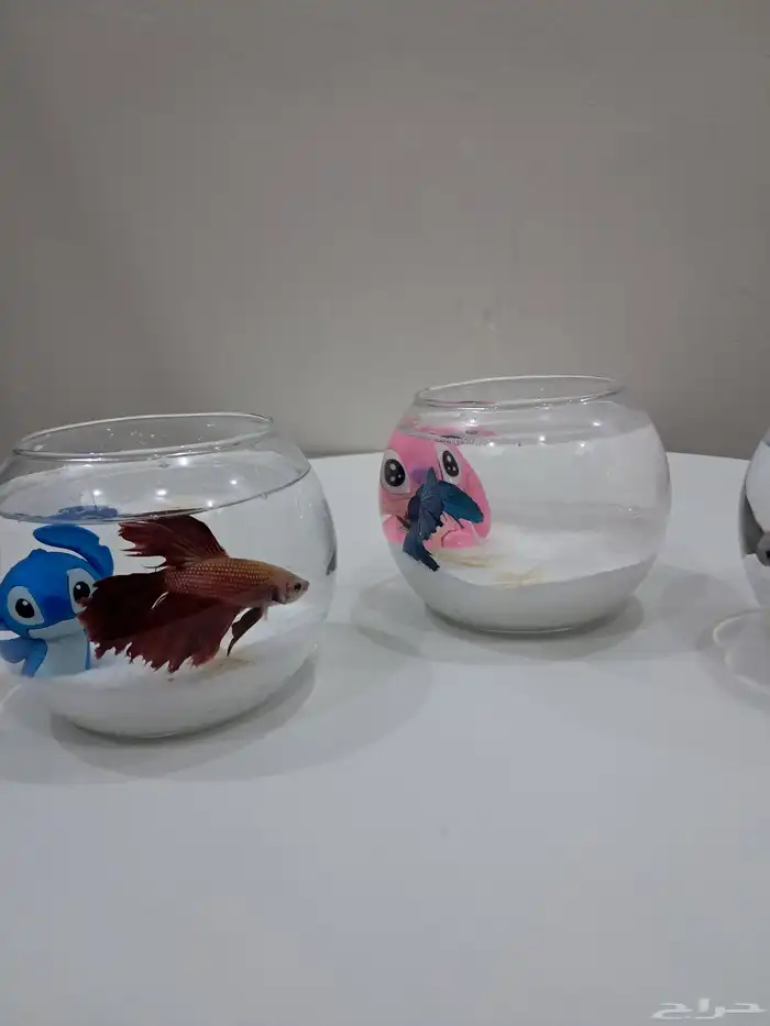 توزيعات سمك الفايتر 0