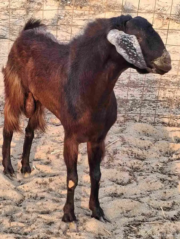 تيس فحل مصر الون ادهم سديس حار في الضراب ومشروط مالطيه 6