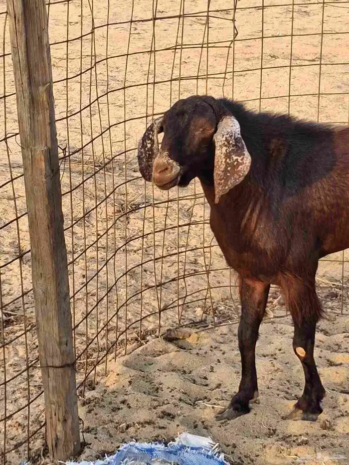 تيس فحل مصر الون ادهم سديس حار في الضراب ومشروط مالطيه 4